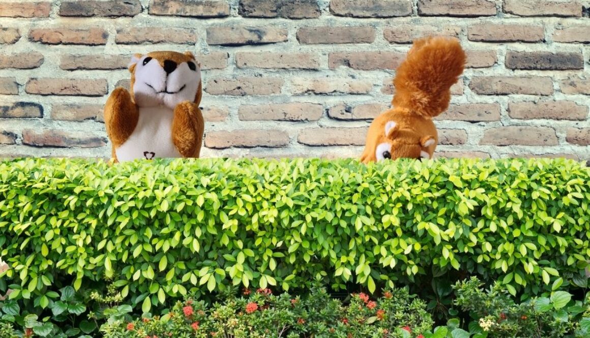 Prosperity Brokers name the squirrel competition