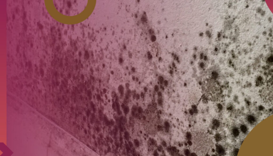 housing disrepair blog heaader