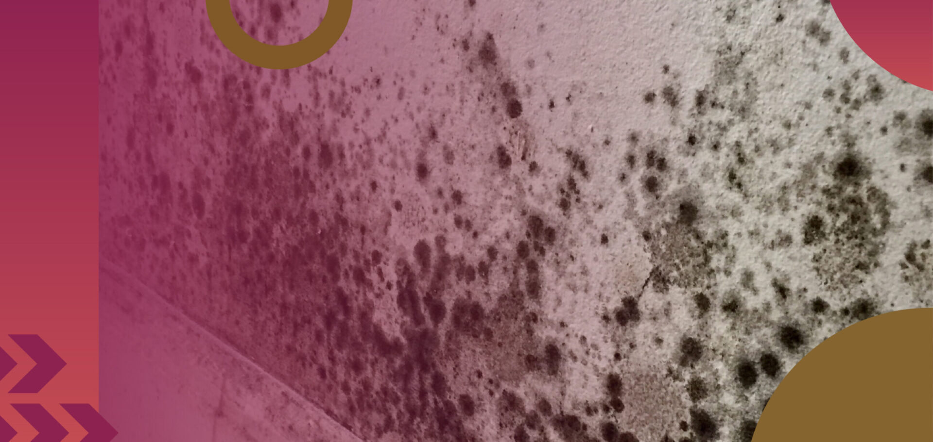 The dramatic rise in social housing disrepair claims